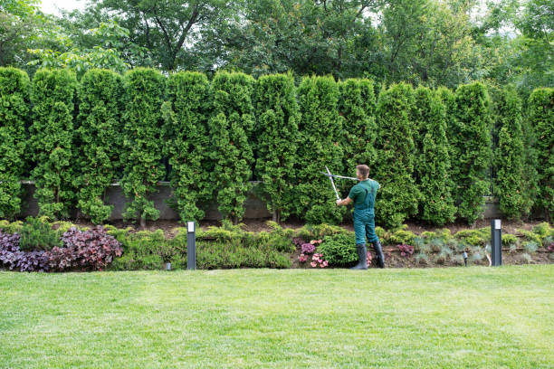 Organic Lawn Care Solutions in Clinton, WI